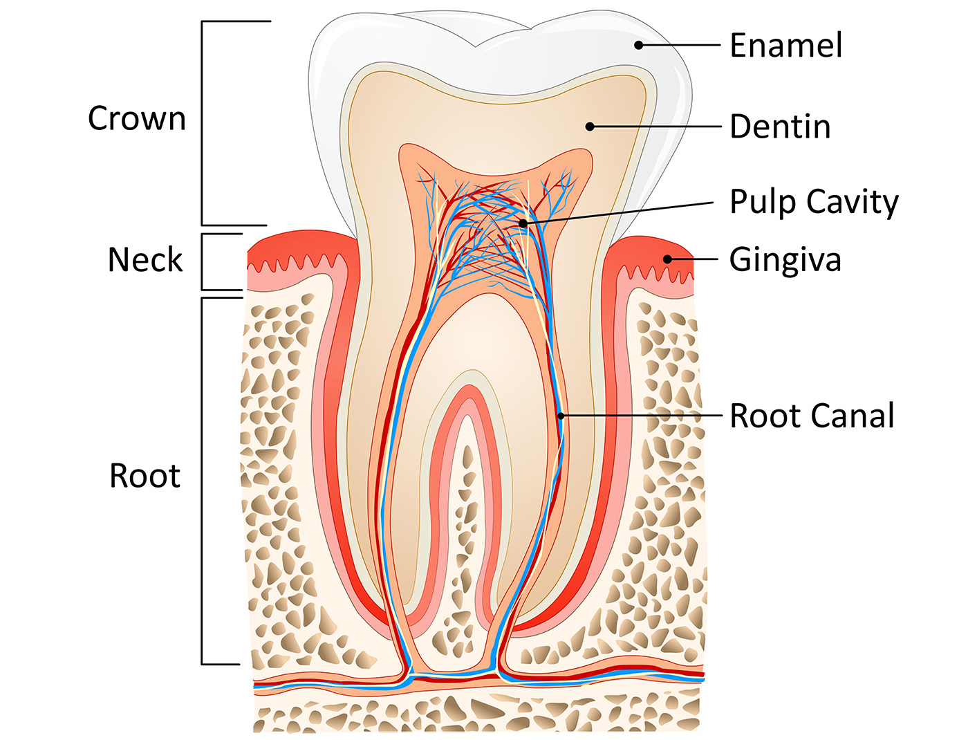 Root Canals